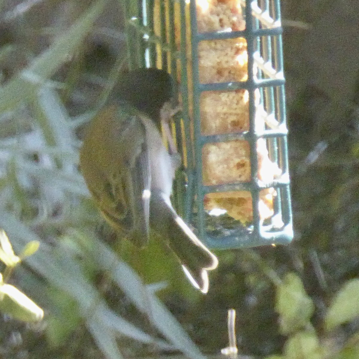 Dark-eyed Junco - ML642629310