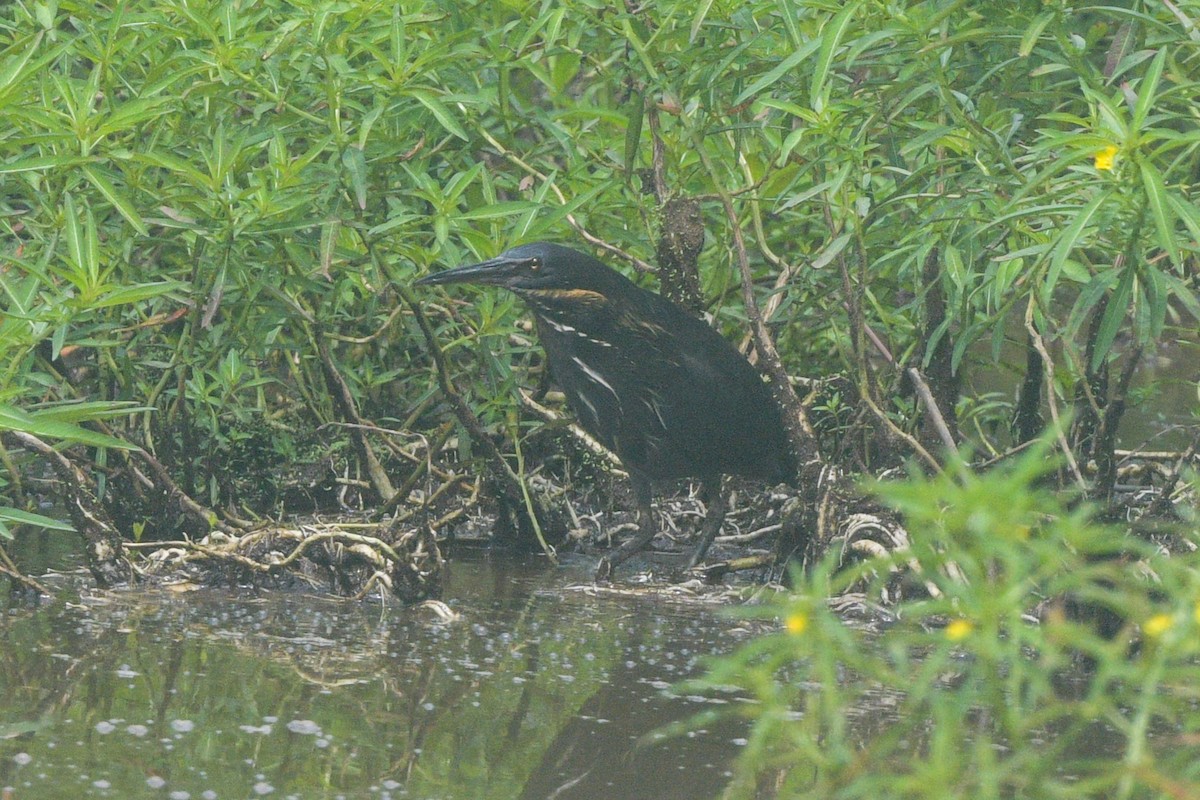 Black Bittern - ML642629313