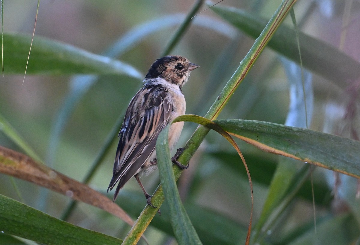 Pallas's Bunting - ML642629320