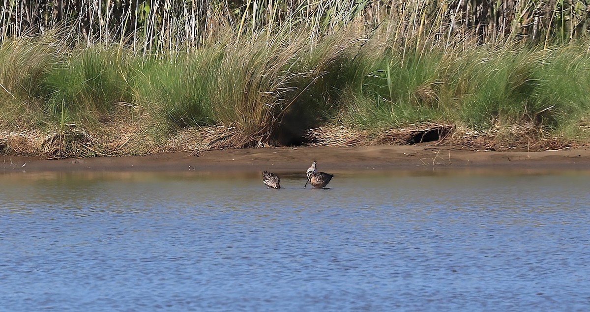 willetsnipe - ML642629344