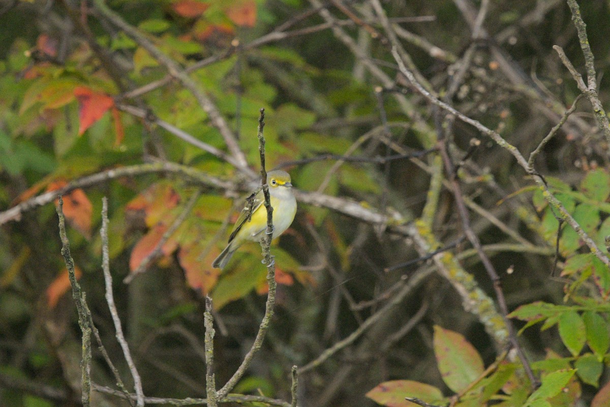 White-eyed Vireo - ML642629382