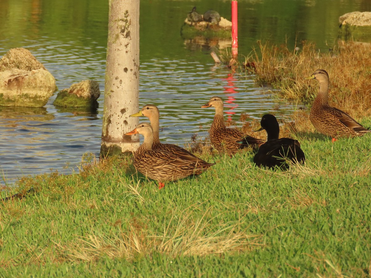 Mallard x Mottled Duck (hybrid) - ML642629398
