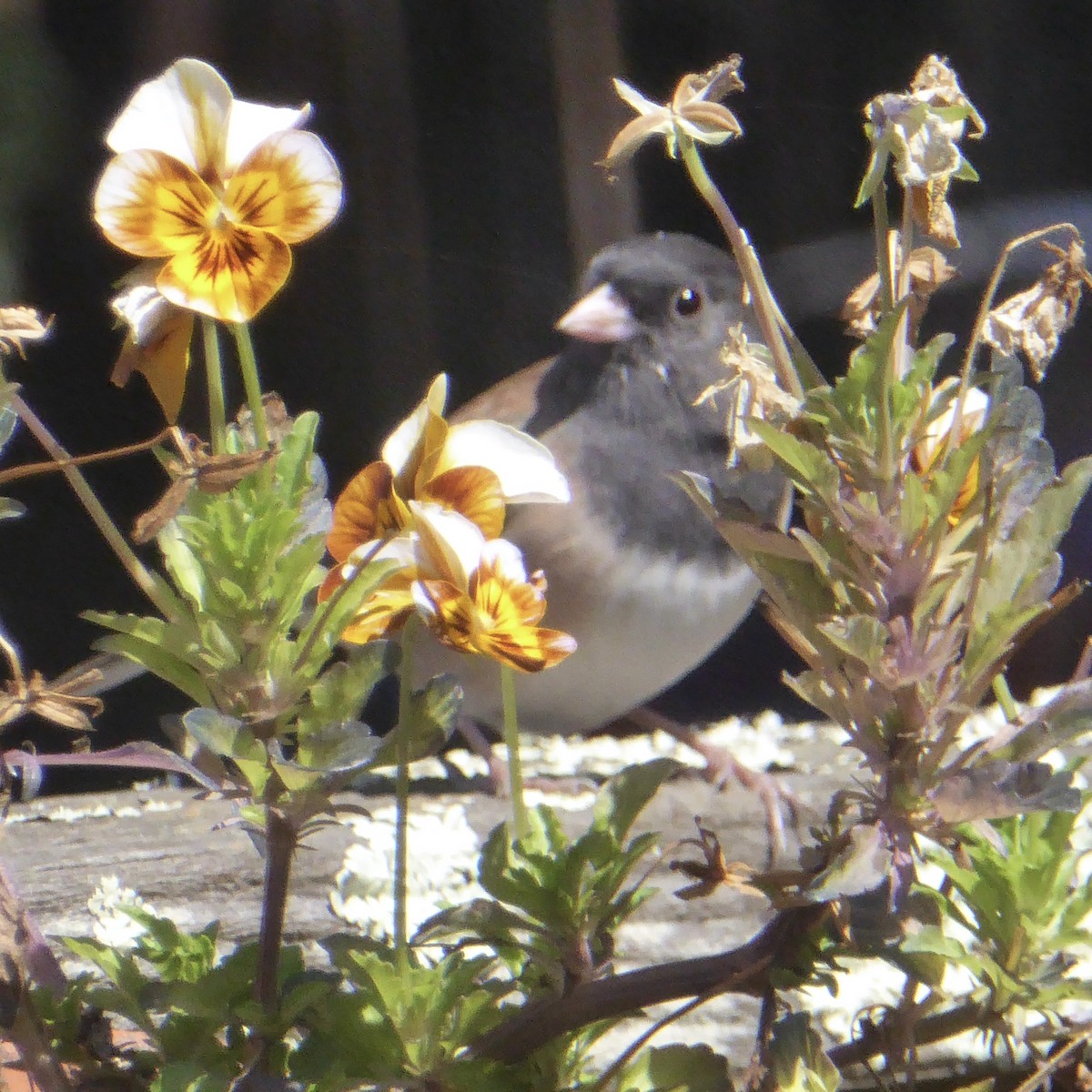 Dark-eyed Junco - ML642629399