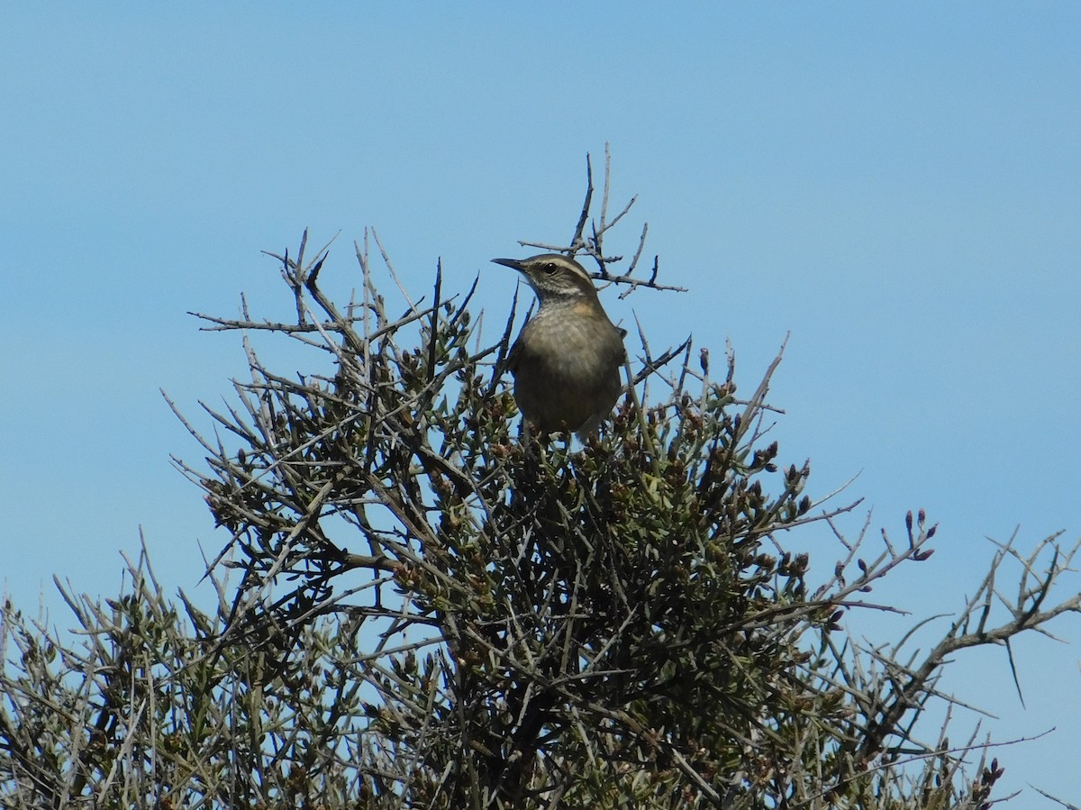 Buff-winged Cinclodes - ML642629400