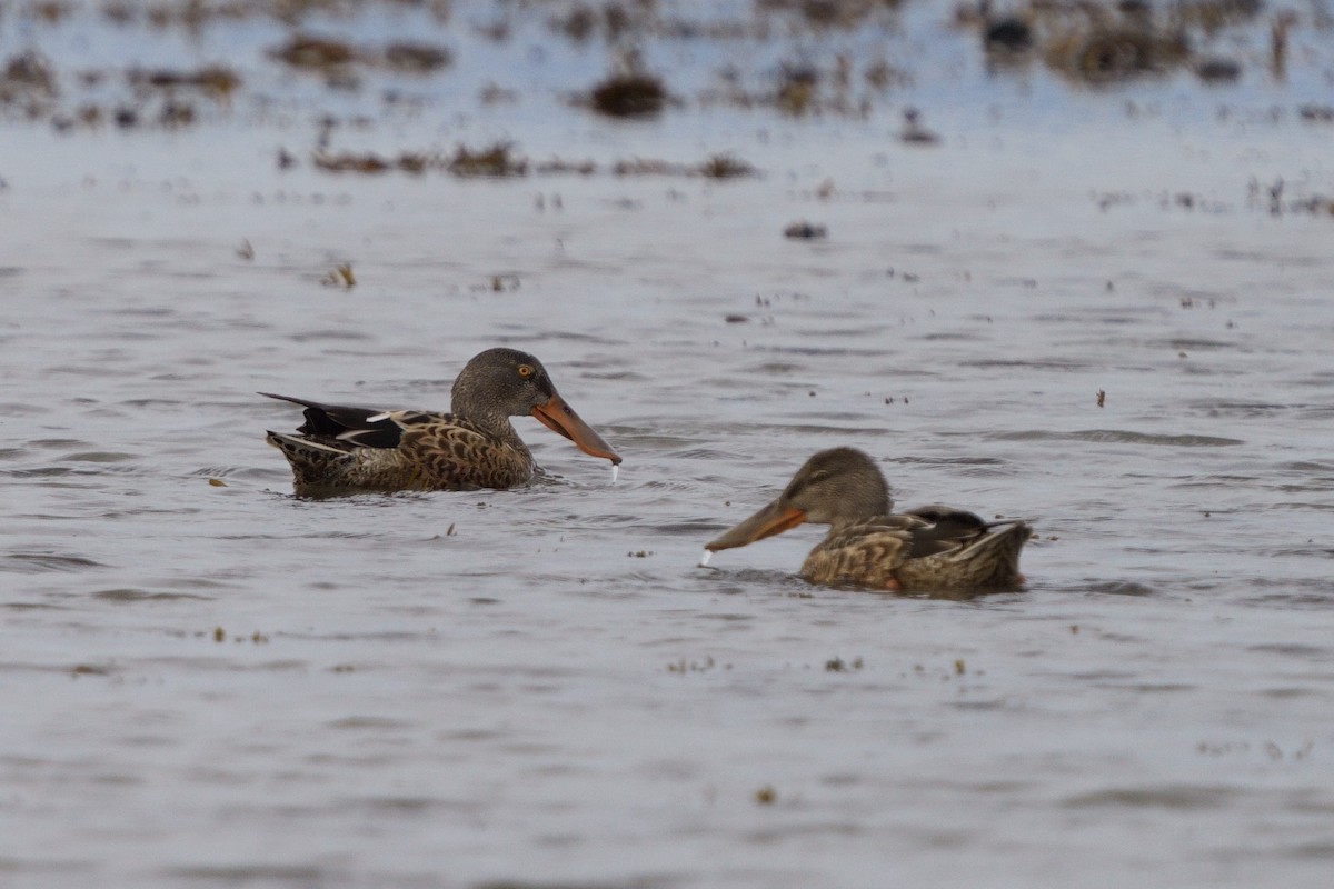 Northern Shoveler - ML642629407