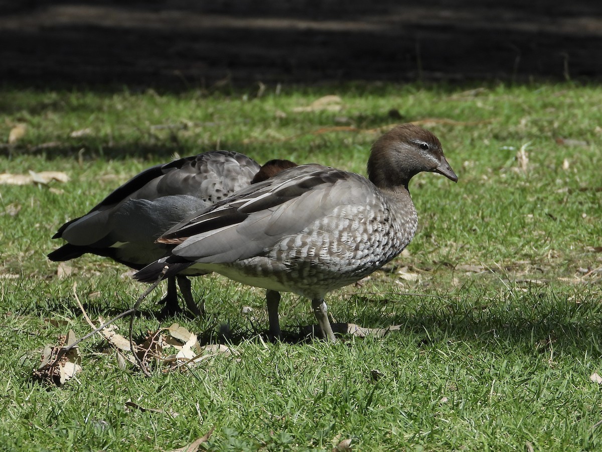 Canard à crinière - ML642629408