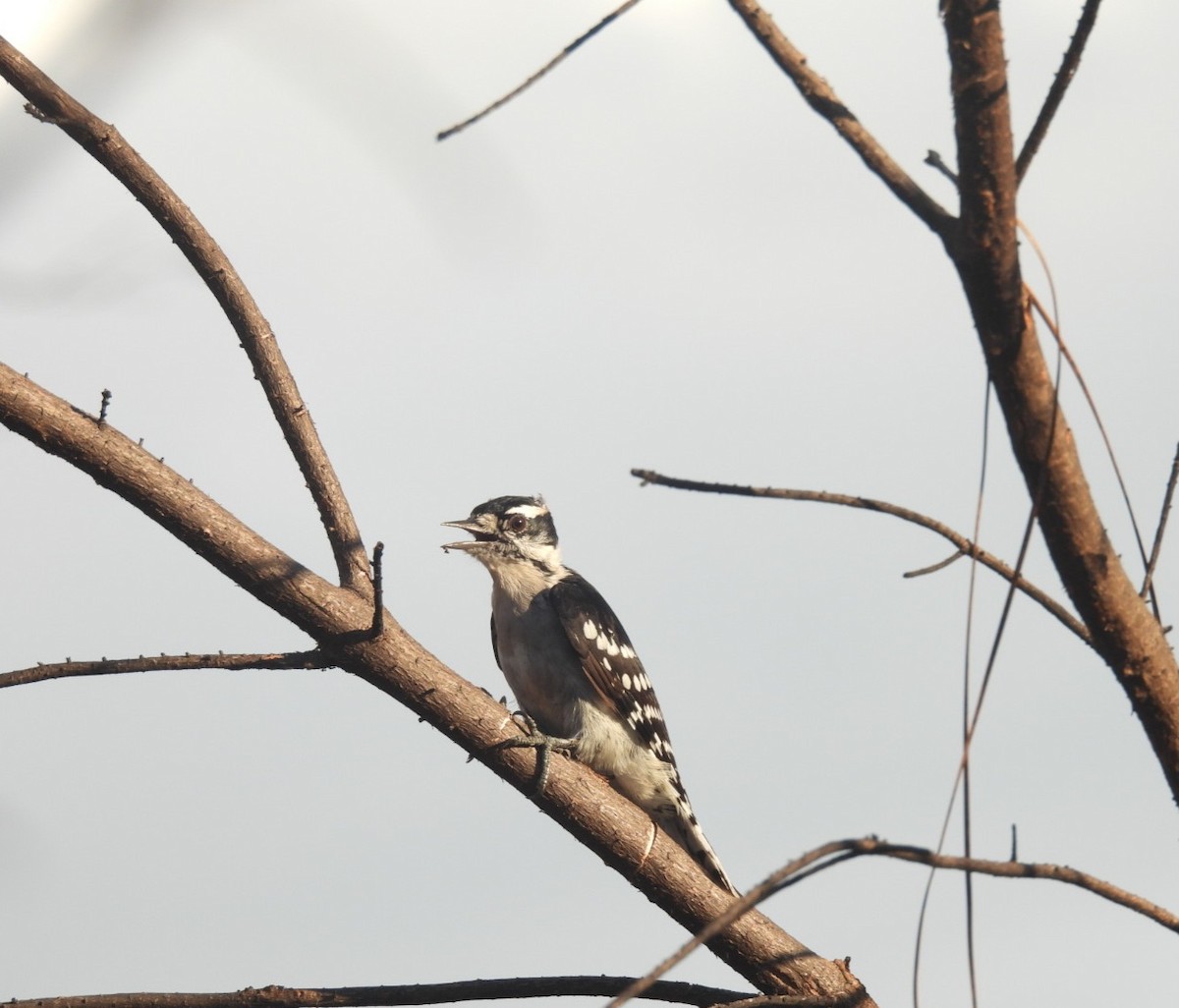 Downy Woodpecker - ML642629422