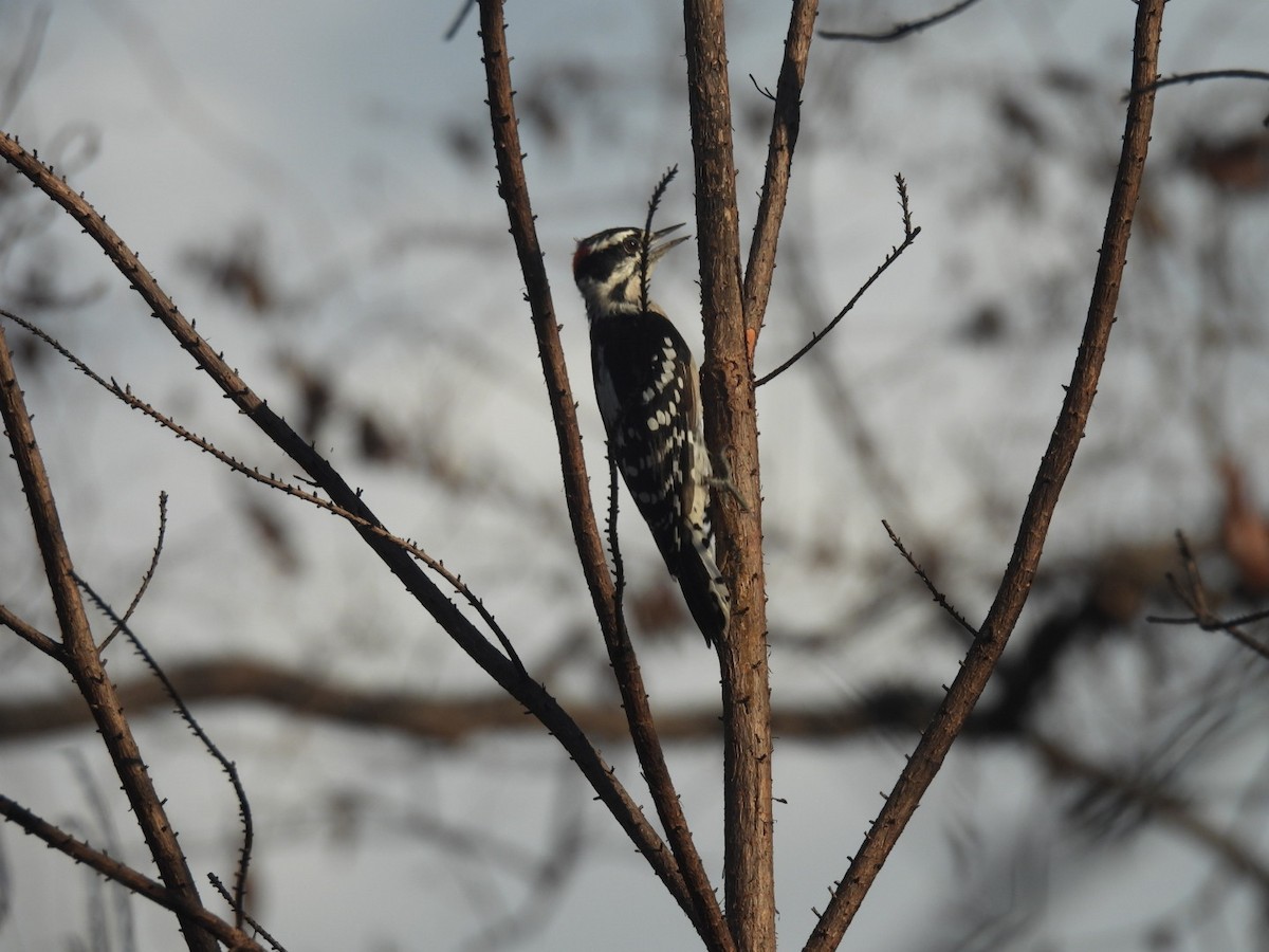 Downy Woodpecker - ML642629425