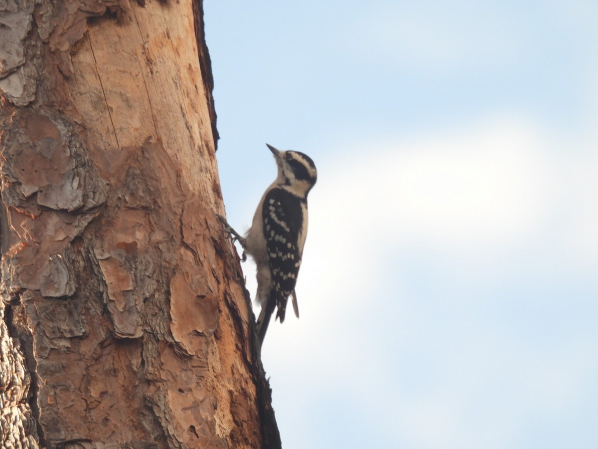 Downy Woodpecker - ML642629427