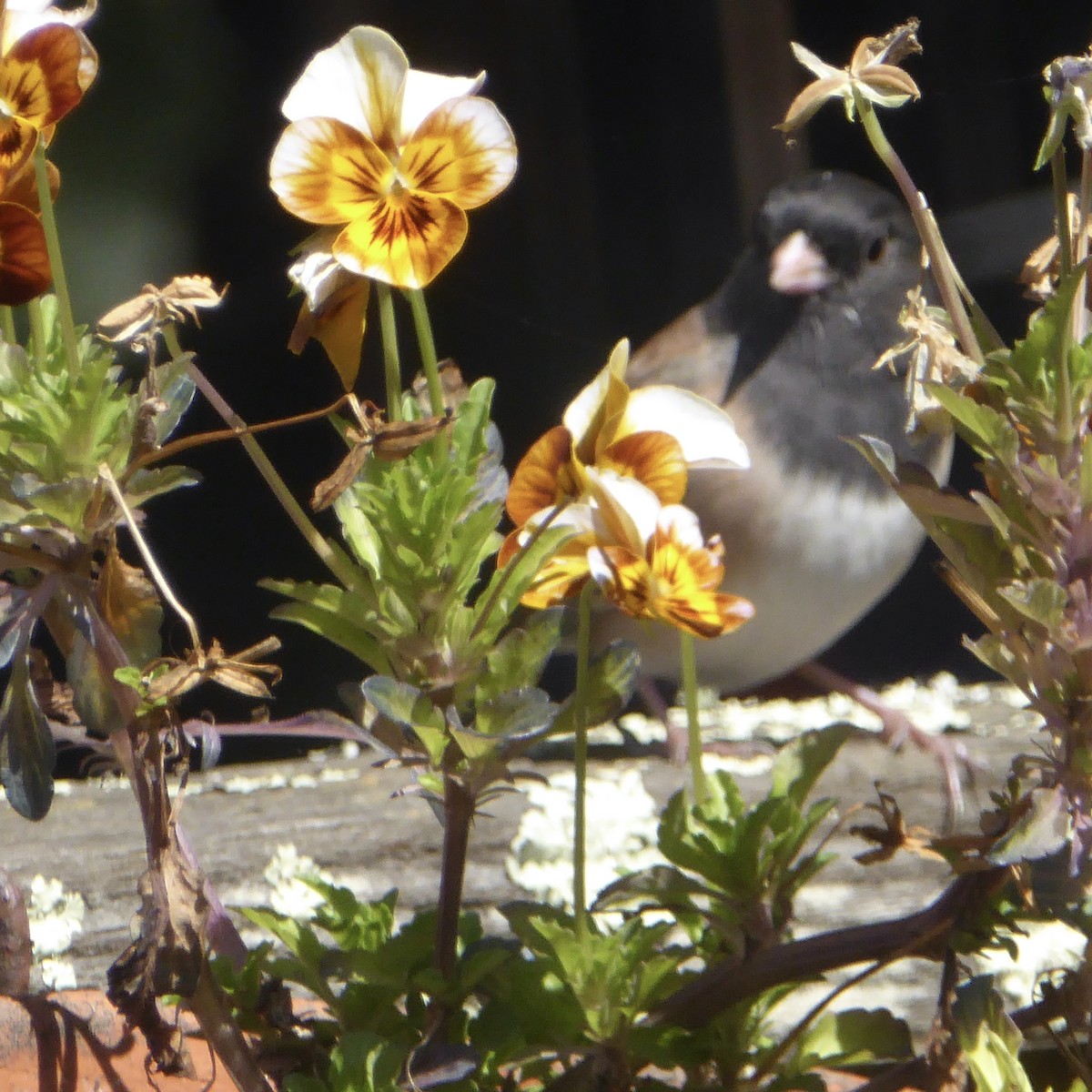 Dark-eyed Junco - ML642629428