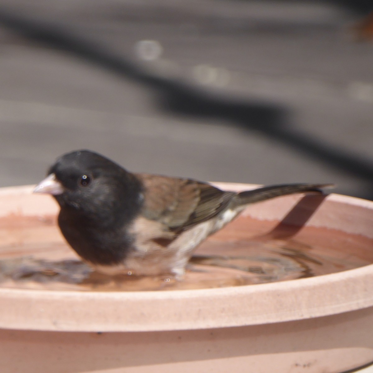 Dark-eyed Junco - ML642629448