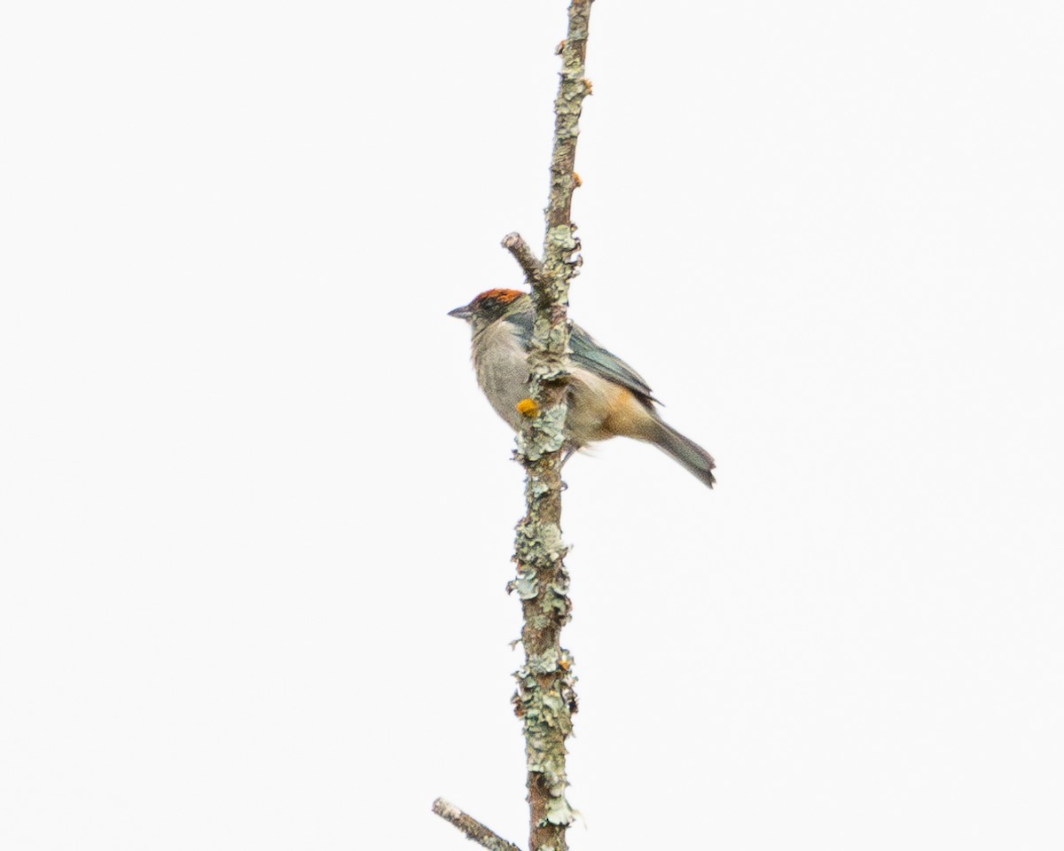 Scrub Tanager - ML642629449