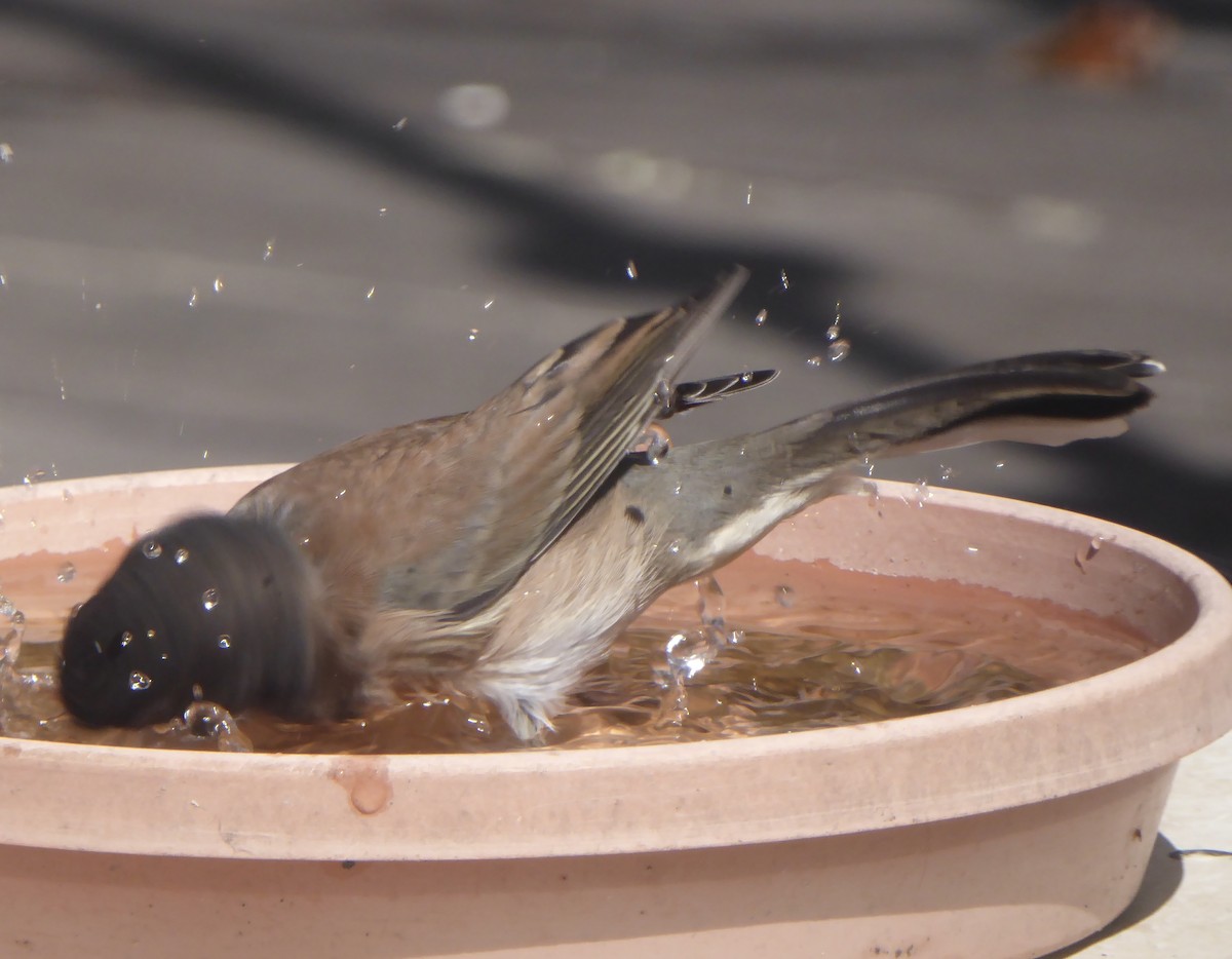 Dark-eyed Junco - ML642629470