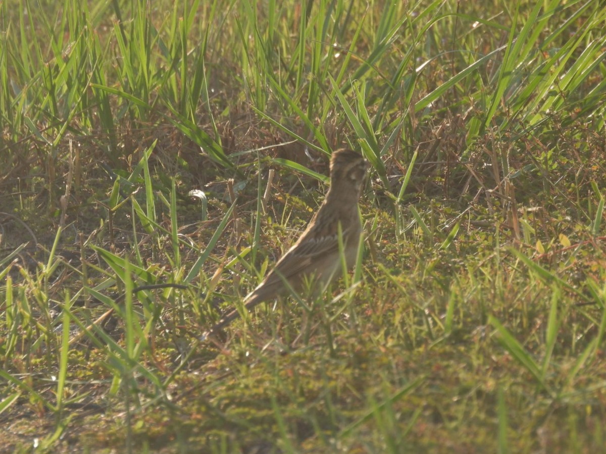 Lark Sparrow - ML642629471
