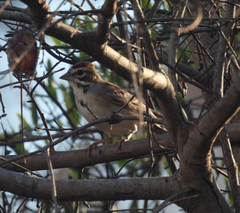 Lark Sparrow - ML642629472