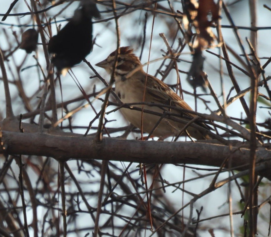 Lark Sparrow - ML642629474