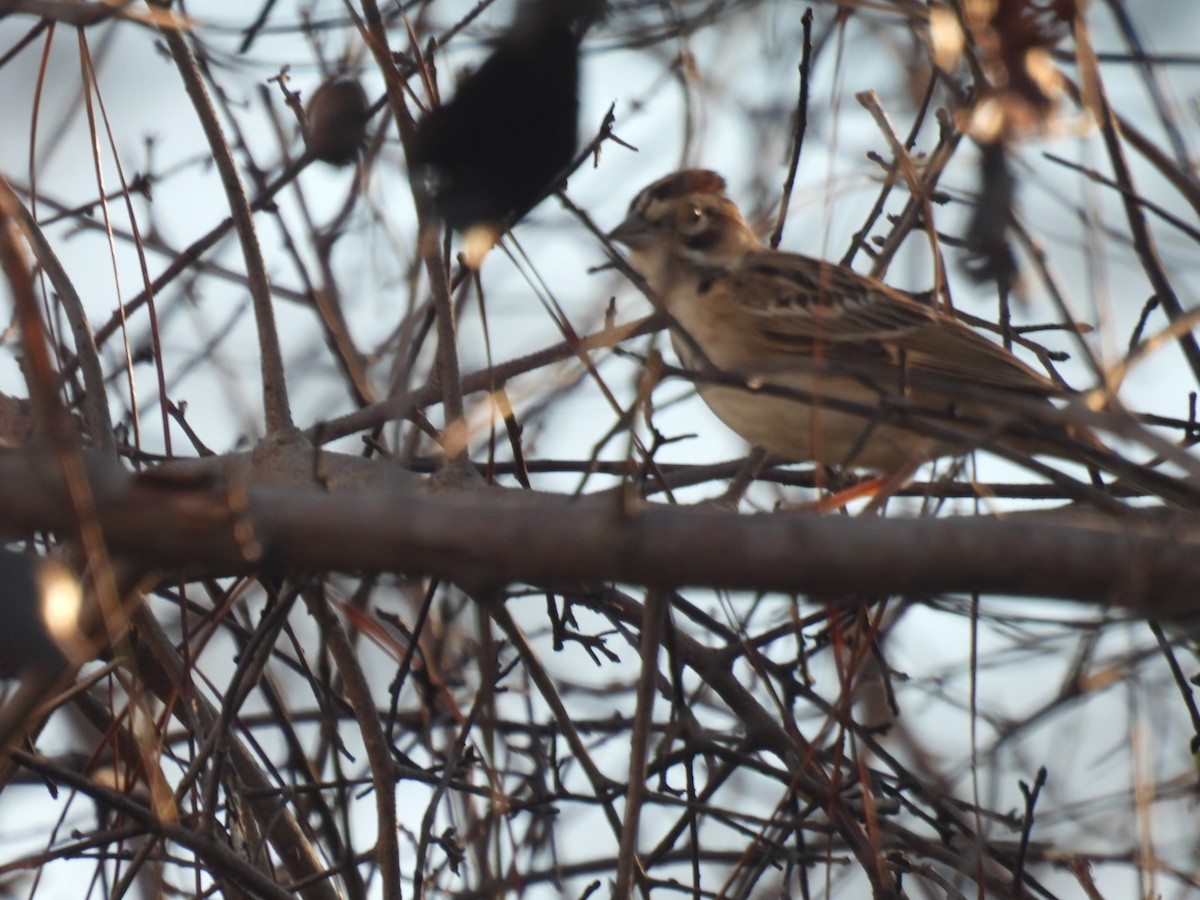 Lark Sparrow - ML642629475