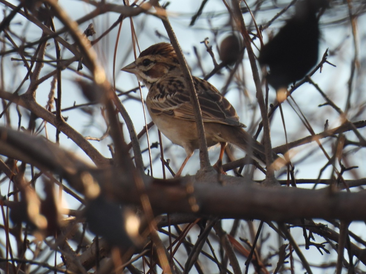 Lark Sparrow - ML642629476