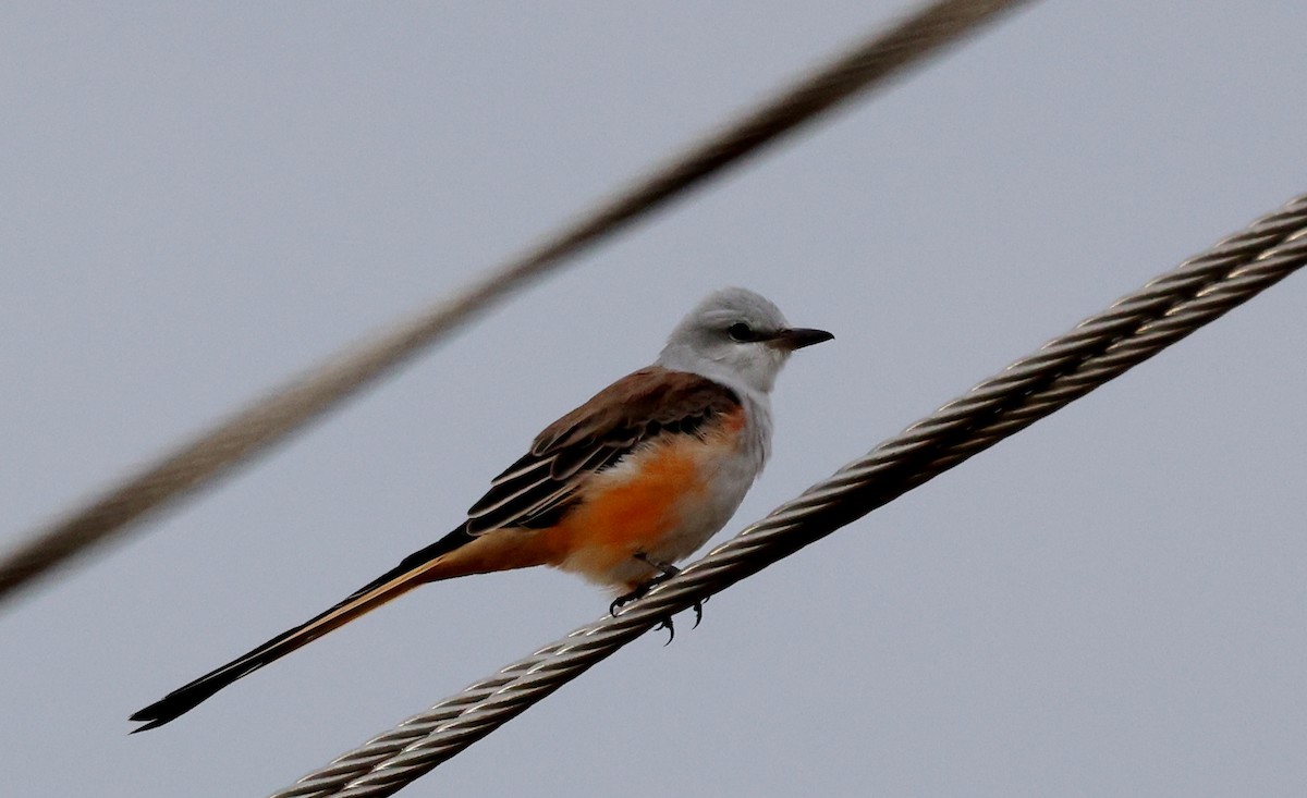 Scissor-tailed Flycatcher - ML642629483