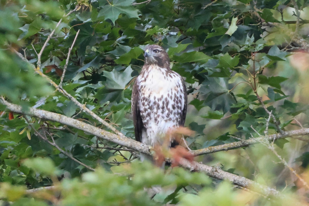 アカオノスリ - ML642629486