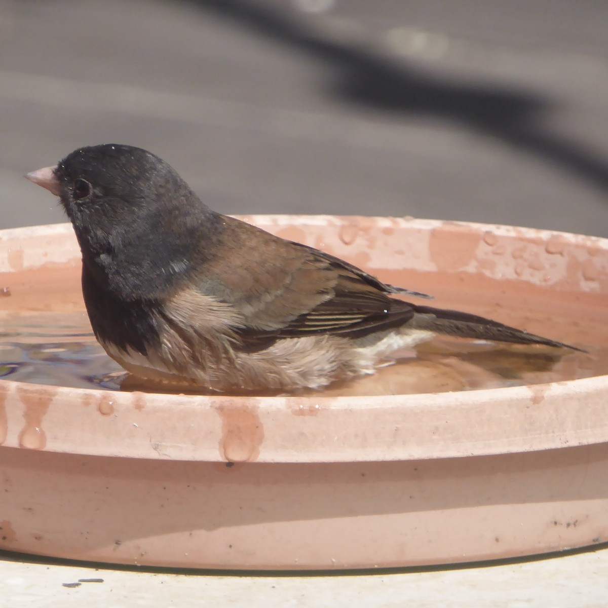 Dark-eyed Junco - ML642629487