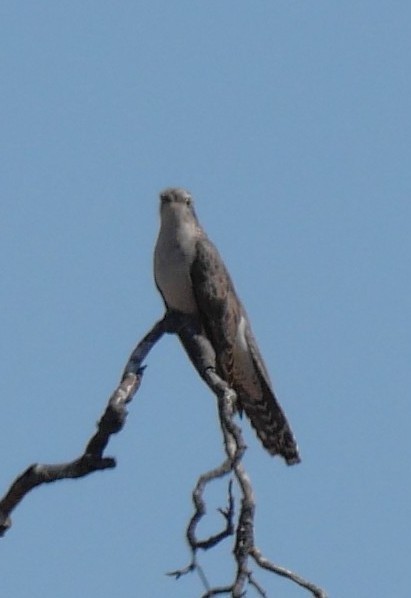 Pallid Cuckoo - ML642629492