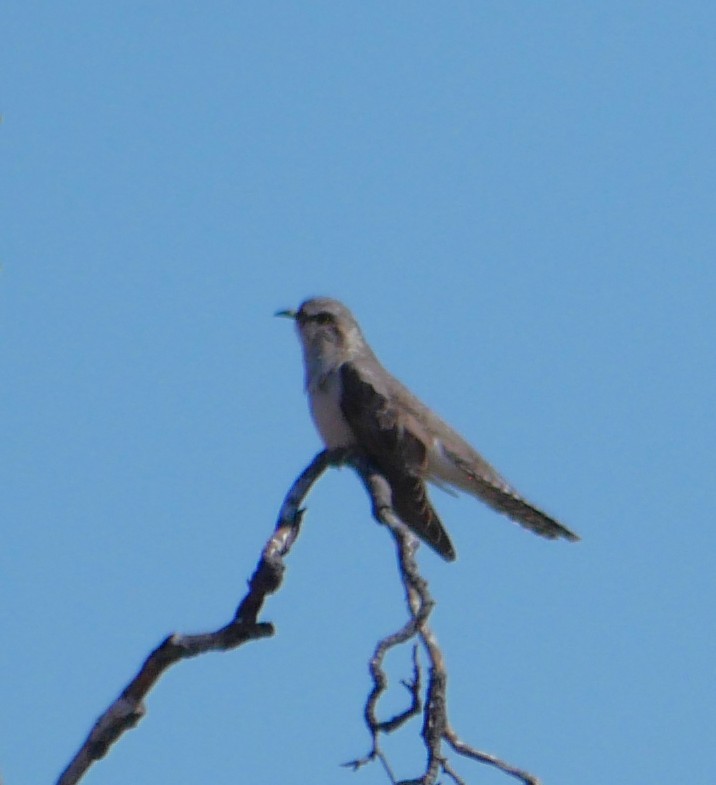 Pallid Cuckoo - ML642629493
