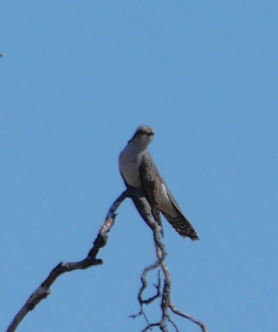 Pallid Cuckoo - ML642629494