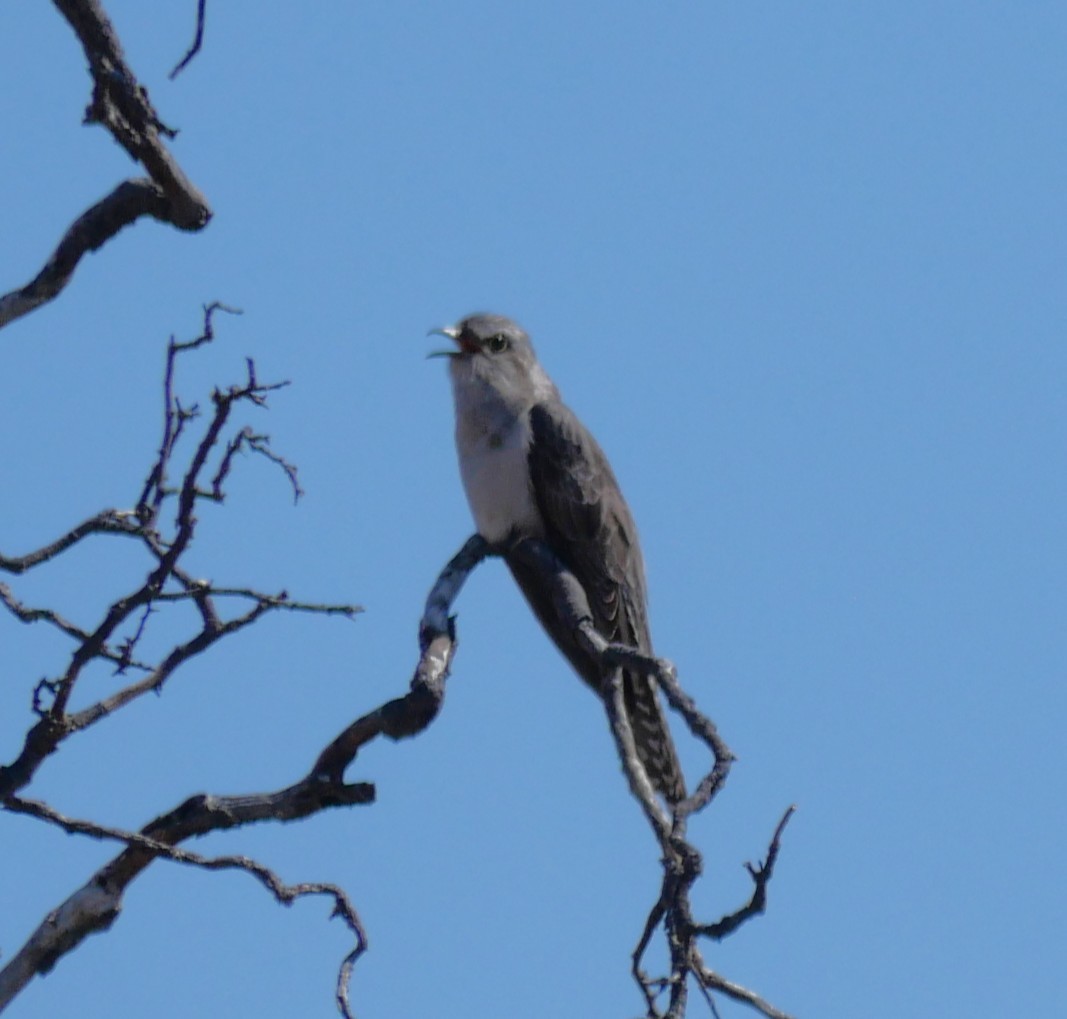 Pallid Cuckoo - ML642629495