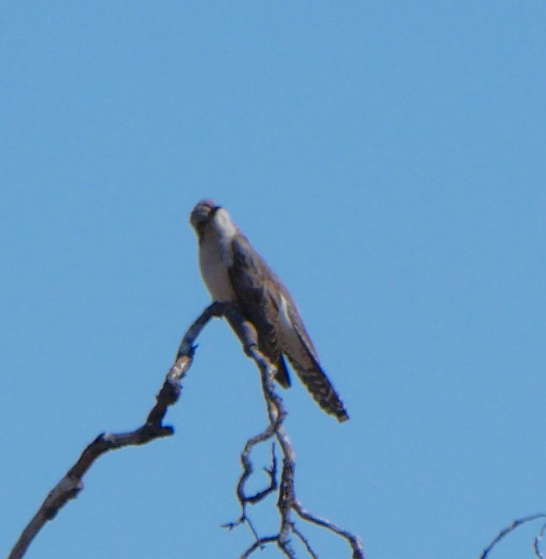 Pallid Cuckoo - ML642629496