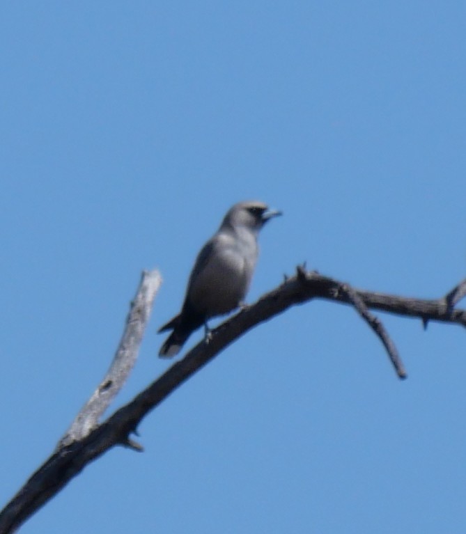 Black-faced Woodswallow - ML642629507