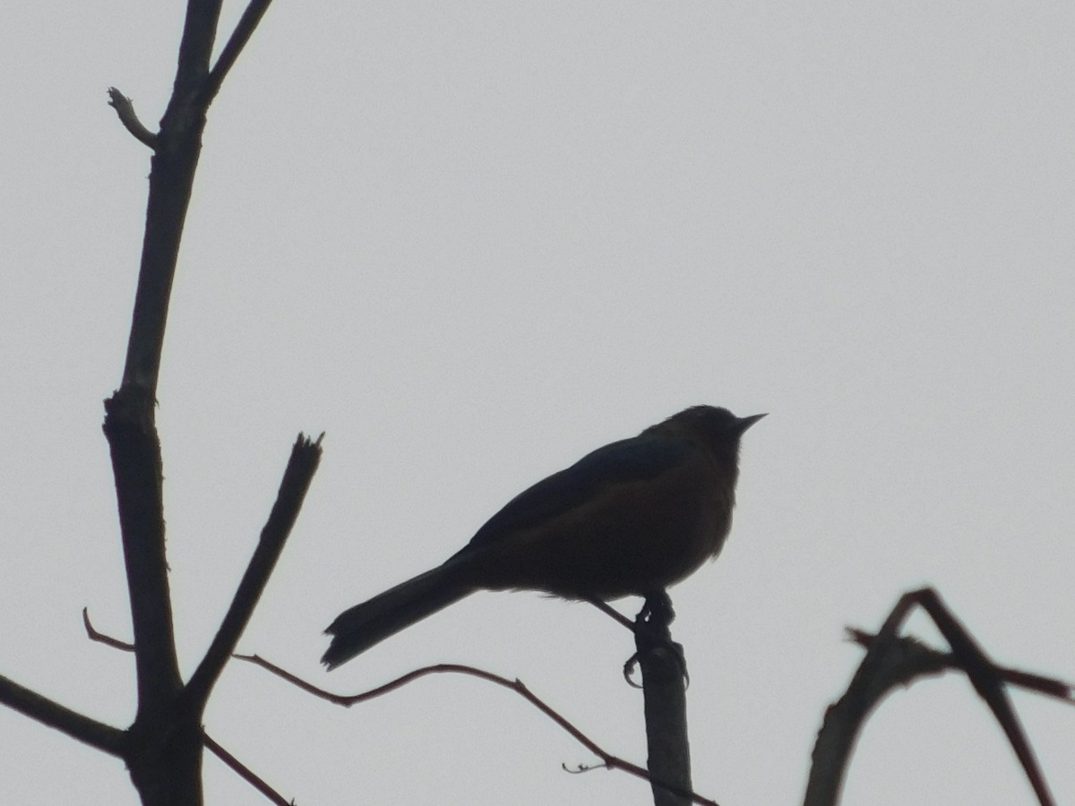 Rufous-browed Conebill - ML642629514