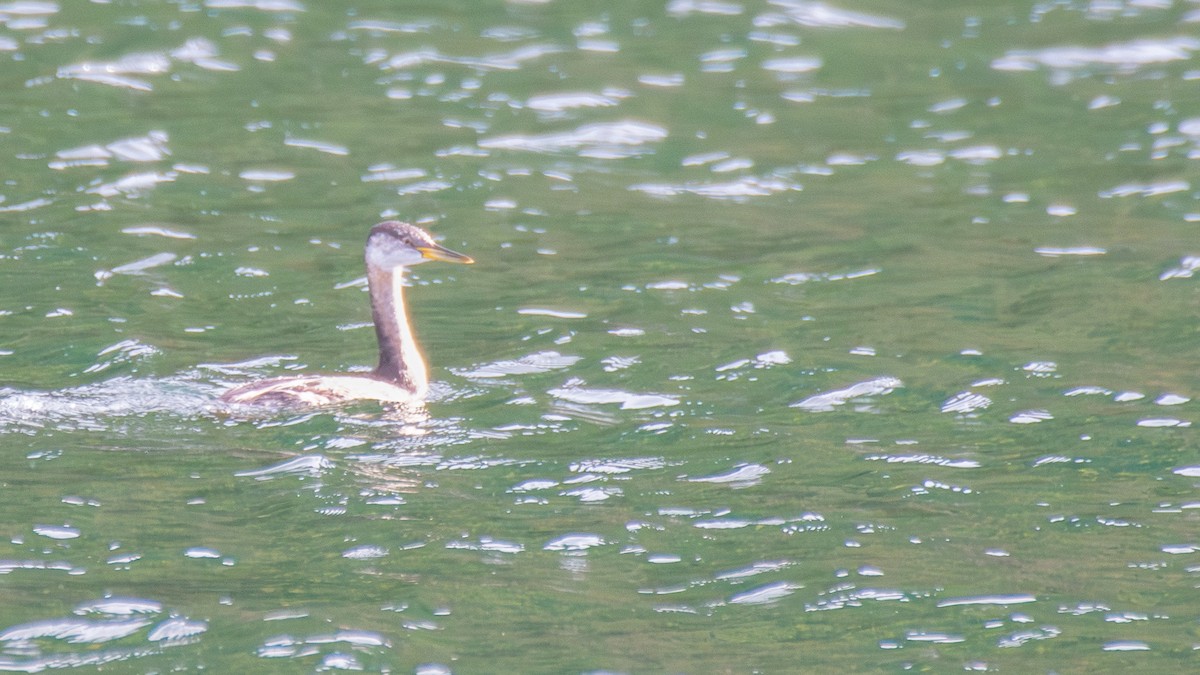 Red-necked Grebe - ML642629526