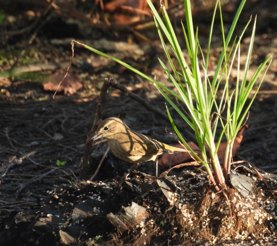 Palm Warbler - ML642629543