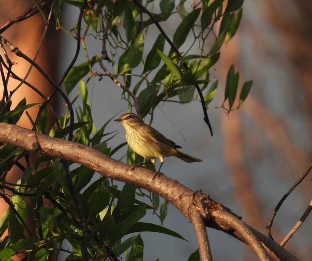 Palm Warbler - ML642629544