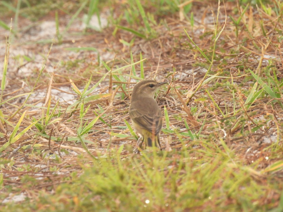 Palm Warbler - ML642629546