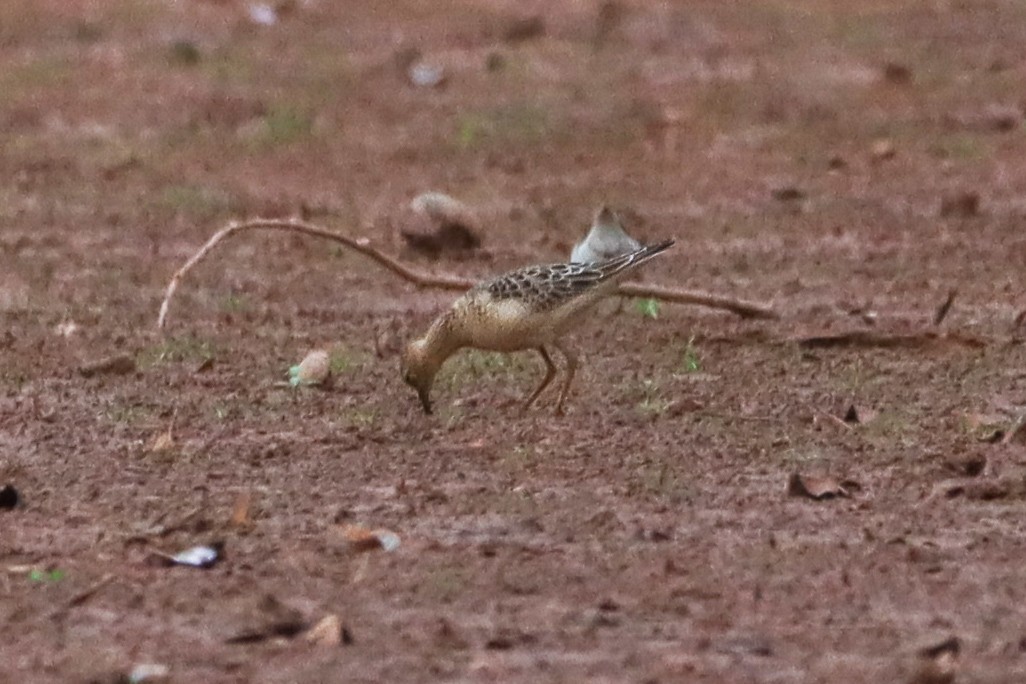 Buff-breasted Sandpiper - ML642629563
