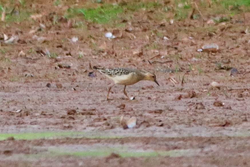 Buff-breasted Sandpiper - ML642629564