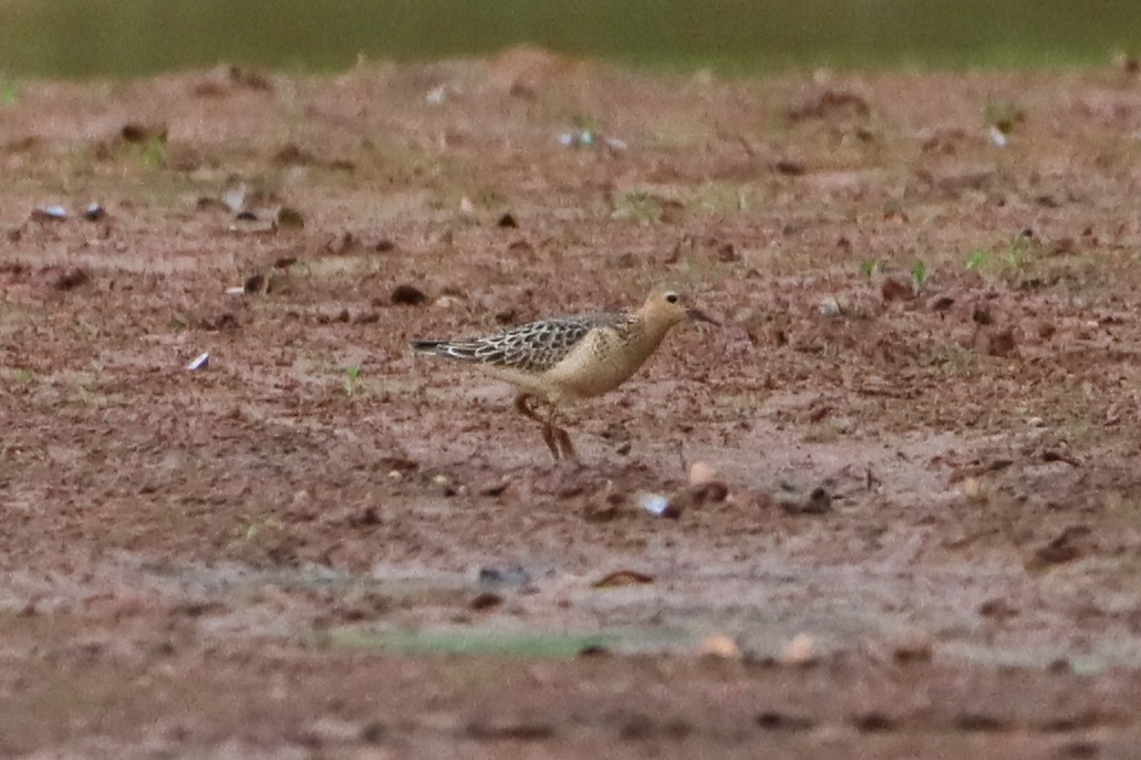 Buff-breasted Sandpiper - ML642629565