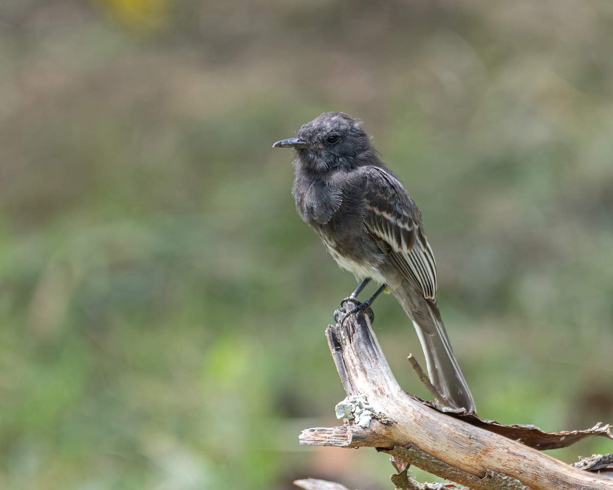 Black Phoebe (White-winged) - ML642629575