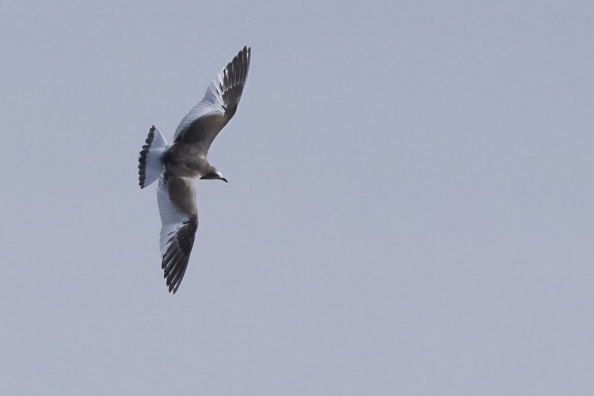 Sabine's Gull - ML642629579