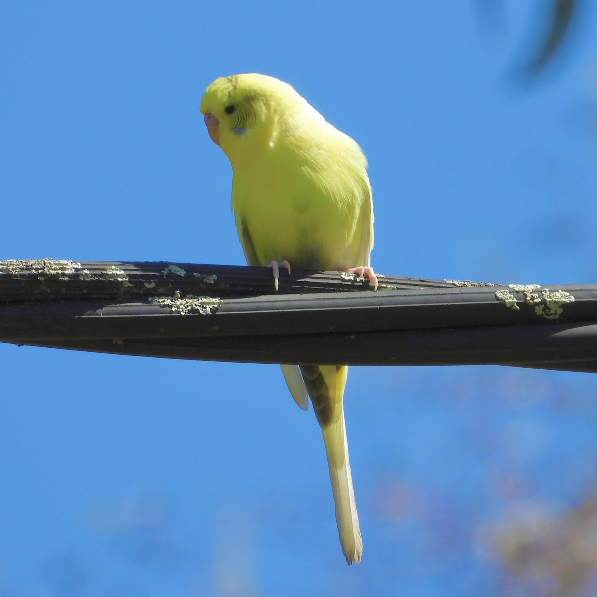 Budgerigar (Domestic type) - ML642629592