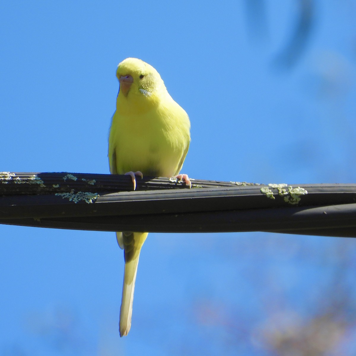 Budgerigar (Domestic type) - ML642629593