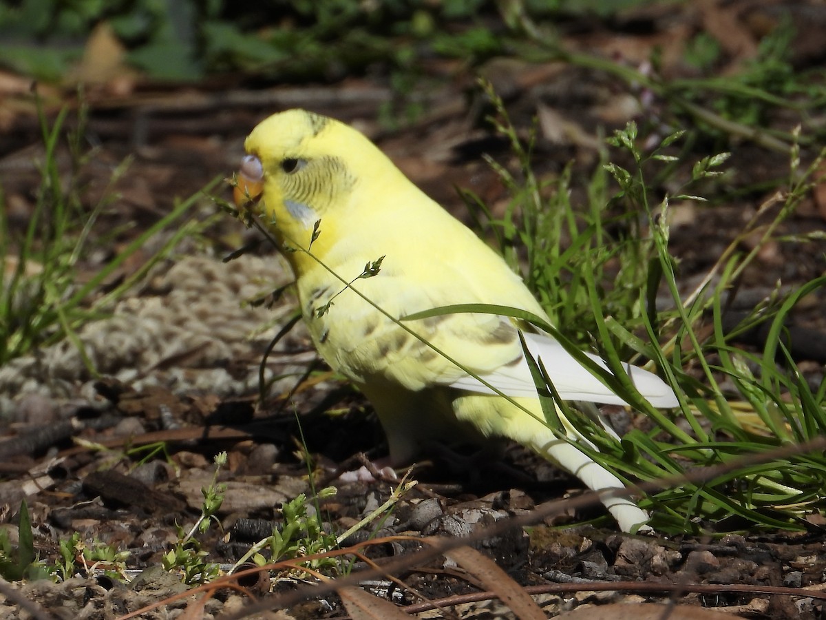 Budgerigar (Domestic type) - ML642629594