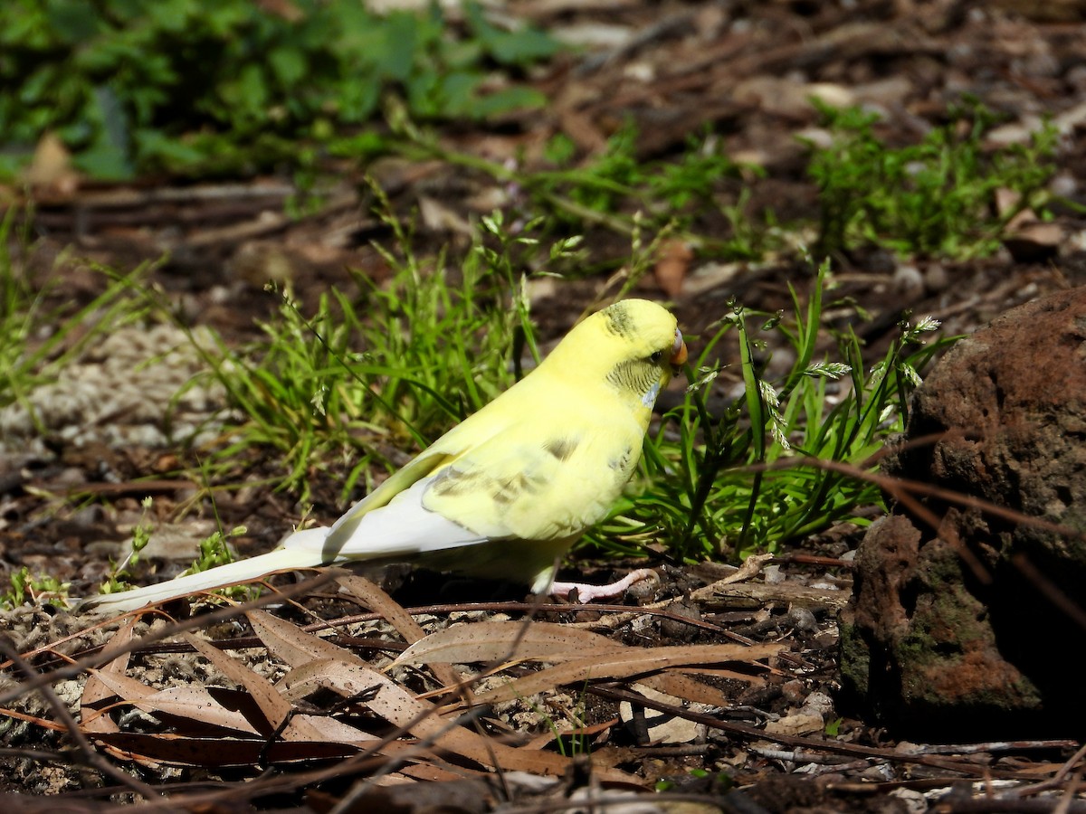 Budgerigar (Domestic type) - ML642629595