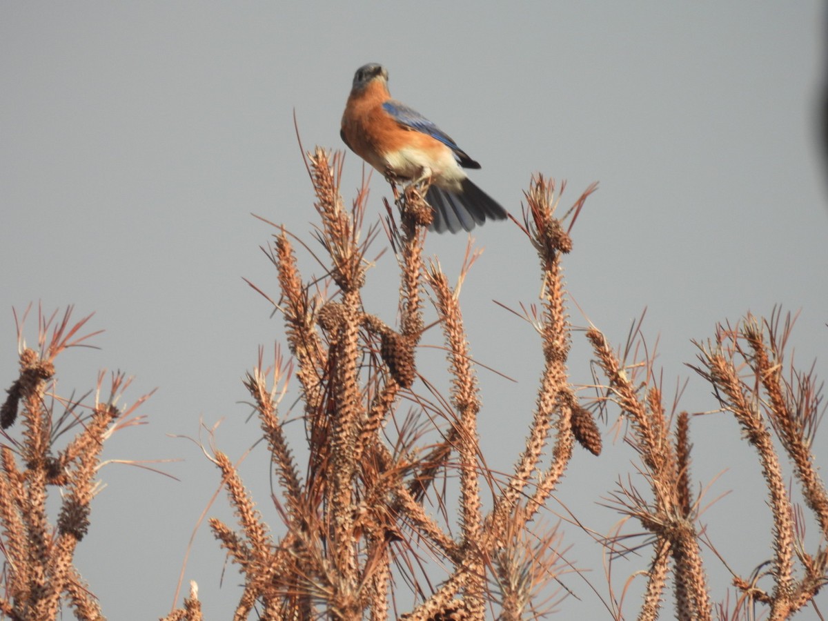 Eastern Bluebird - ML642629597