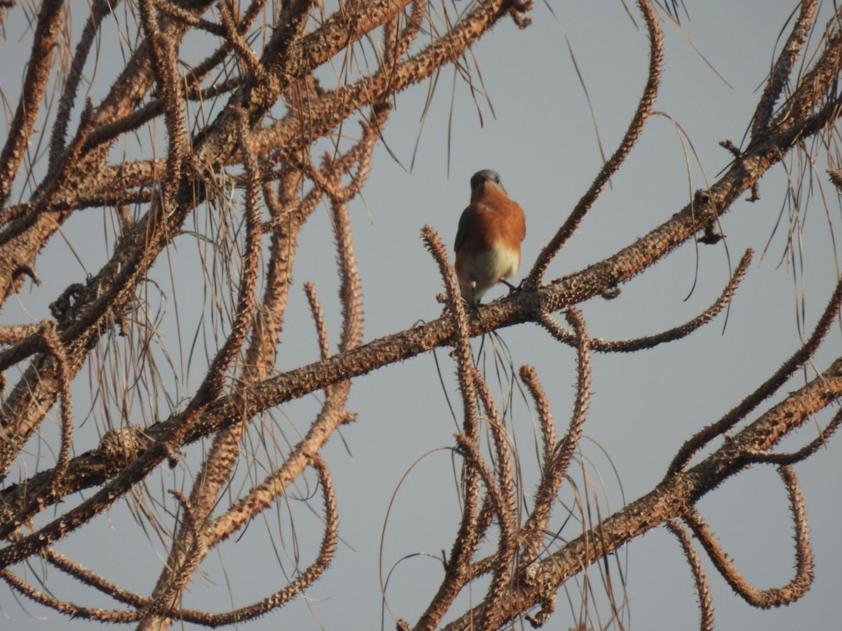 Eastern Bluebird - ML642629599