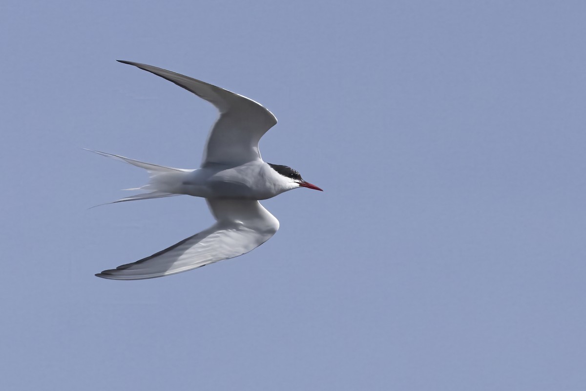 Arctic Tern - ML642629601
