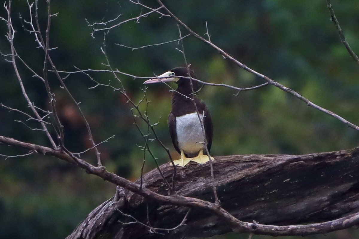 Brown Booby - ML642629641