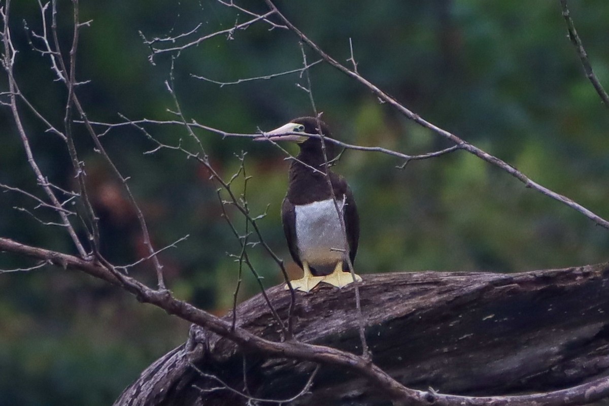 Brown Booby - ML642629642